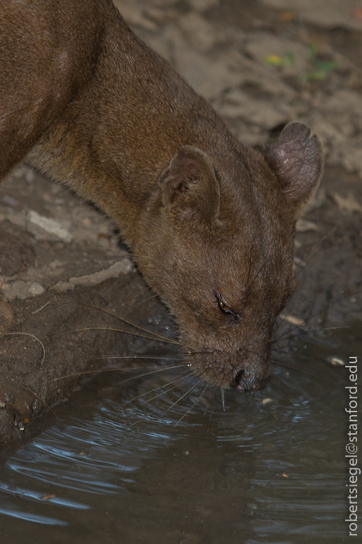 fossa